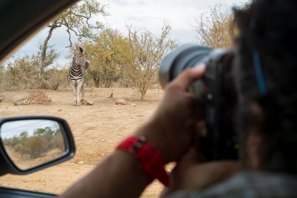 Photographing a zebra from a 4x4 vehicle.