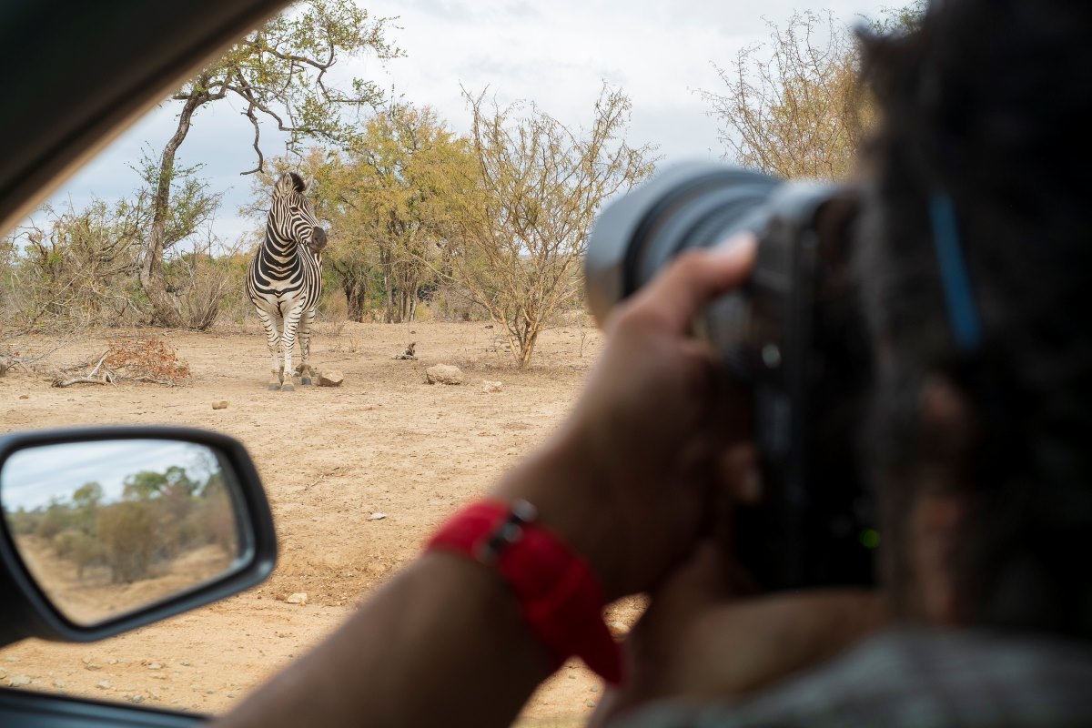 Photographing a zebra from a 4x4 vehicle.