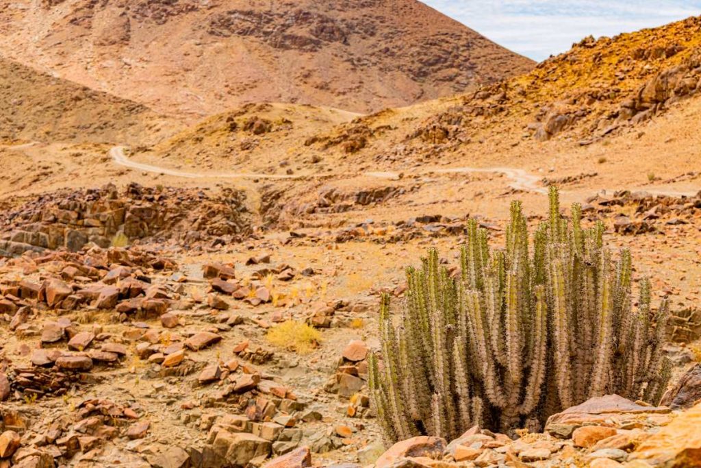 A halfmensboom in the Richtersveld.