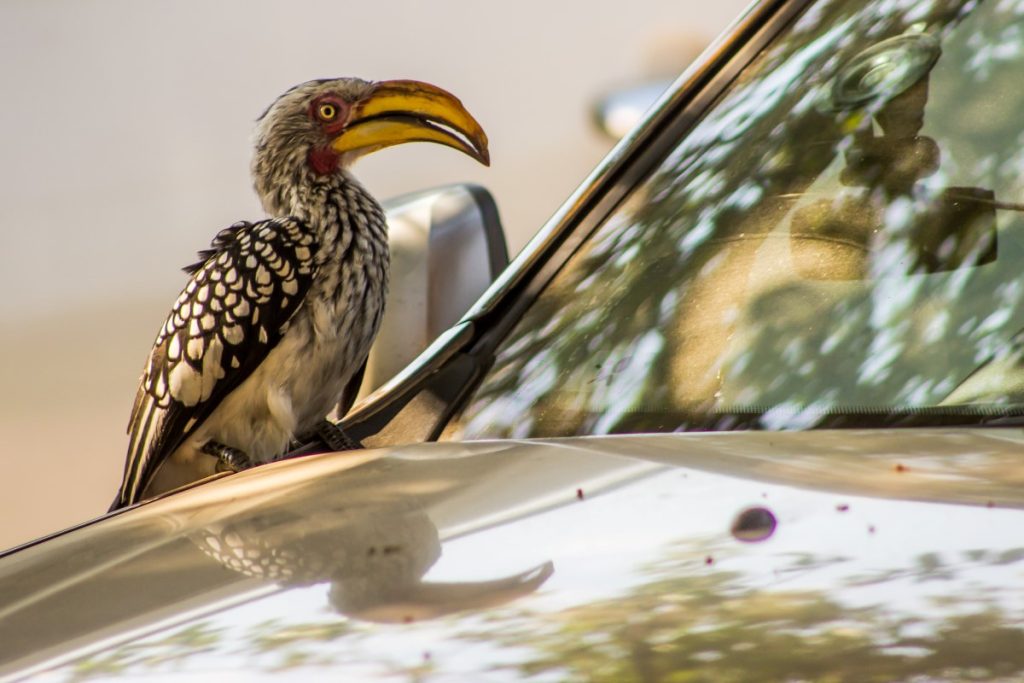 A hornbill on the hood of a 4x4.