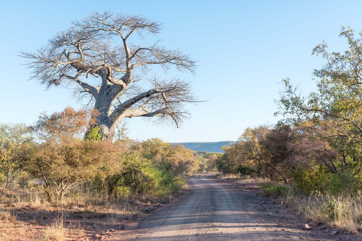 A baobab tree alongside a 4x4 trail.