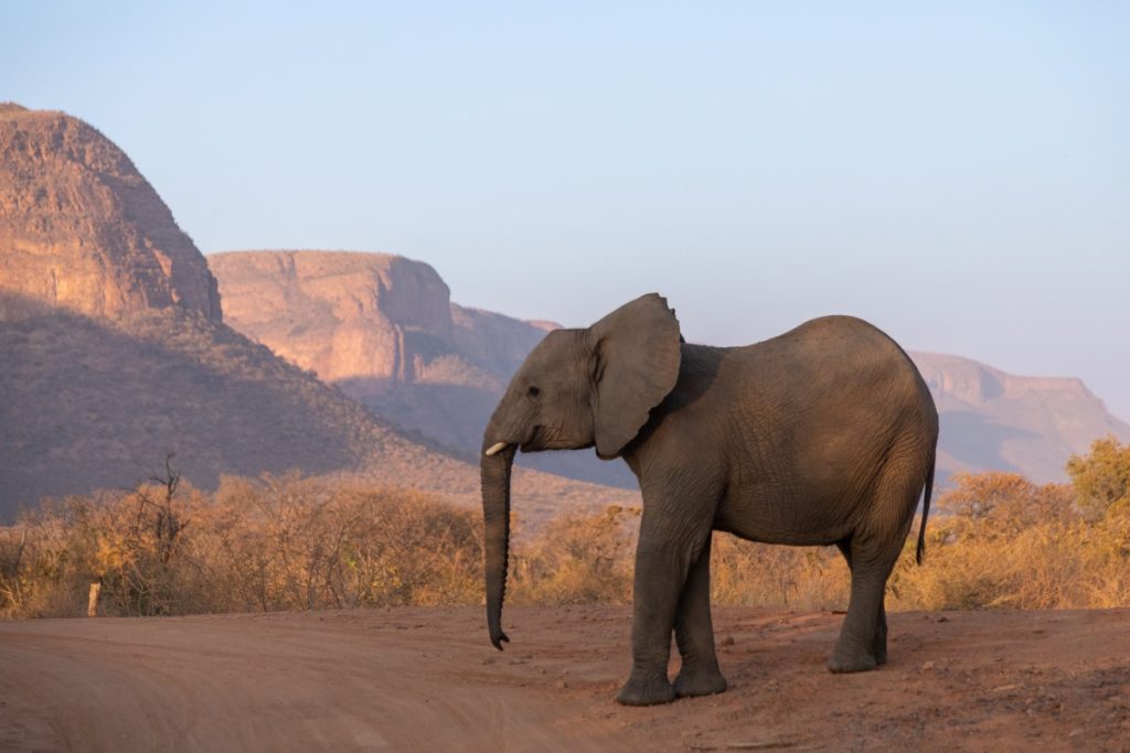 An elephant in Marakele National Park, Limpopo.