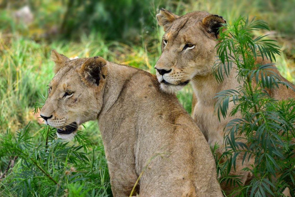 Two lions at a game reserve near Johannesburg.