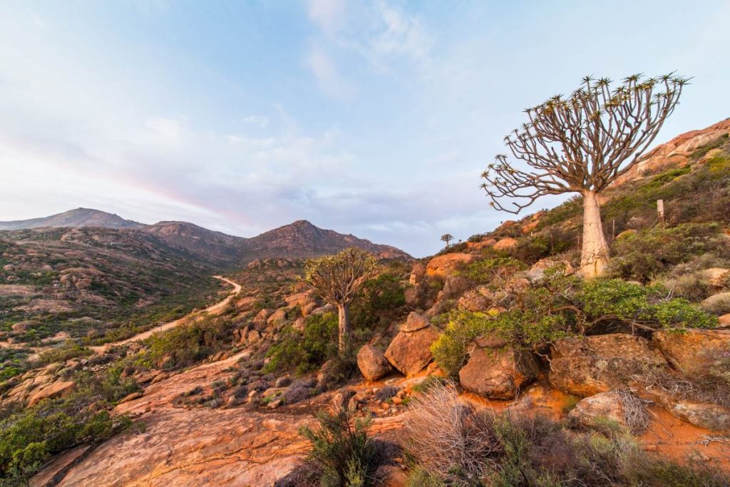 A quiver tree in Namaqualand.