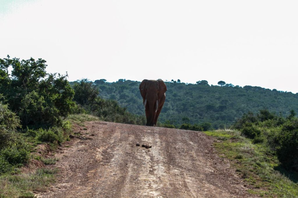 An elephant walks along a dirt road in Addo Elephant National Park.