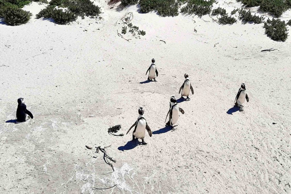 Penguins gather on a beach in Cape Town.