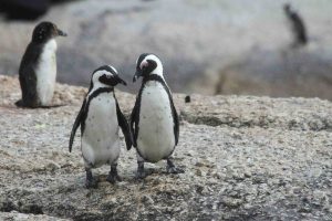 Penguins hold hands on Boulders Beach.