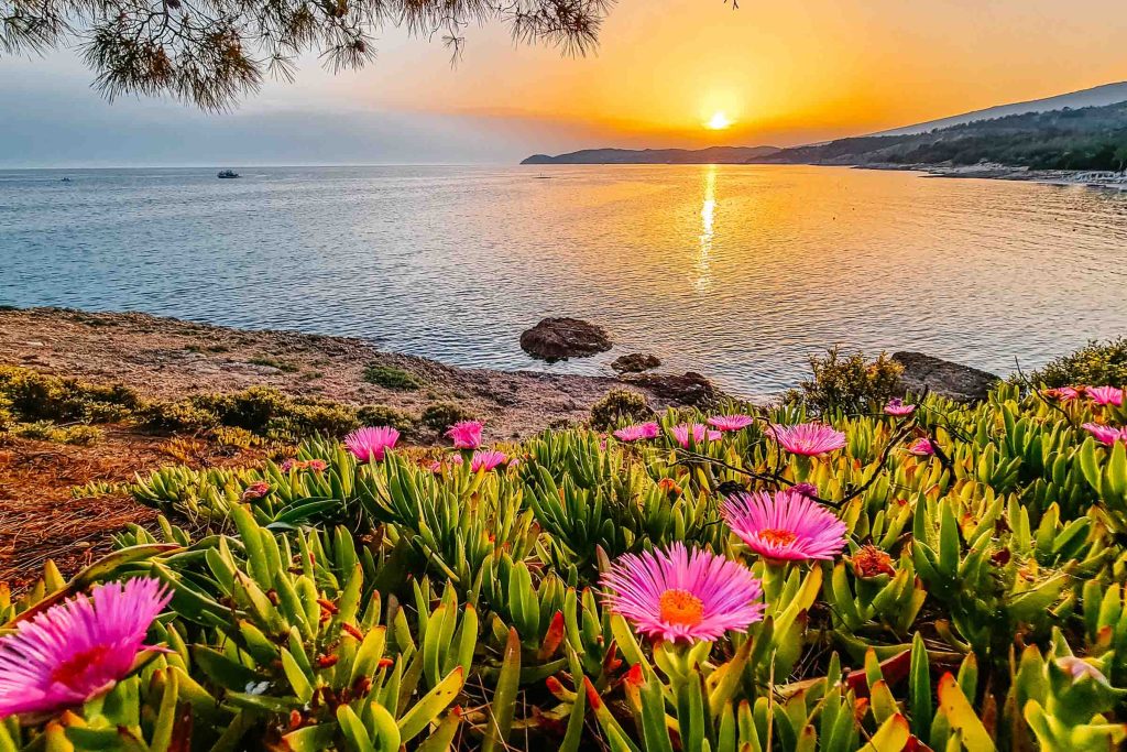 Sour figs bloom at Elands Bay in South Africa.