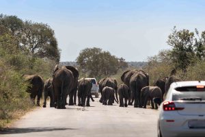 Herd of elephants crossing a road, Kruger national park, South Africa.