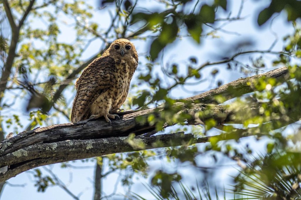 A Pel's fishing owl in a tree.