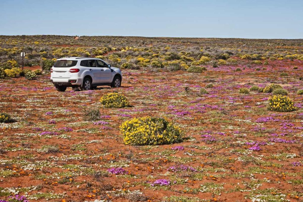 A Ford Everest parked among wildflowers.