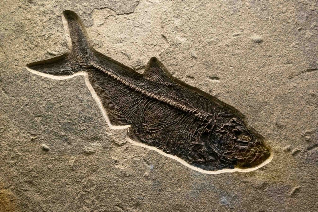 A fish fossil set in stone.