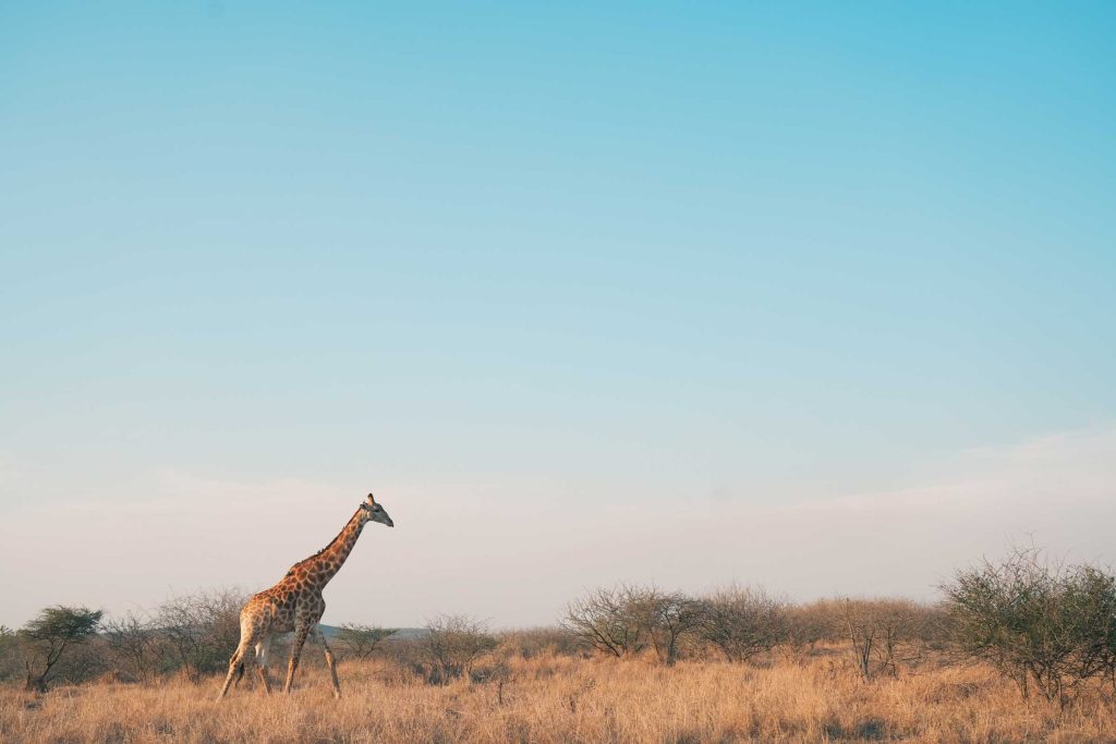 Giraffe walking in the bush.