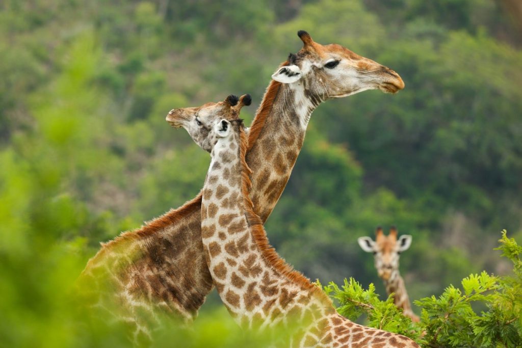 Giraffes necking in South Africa.