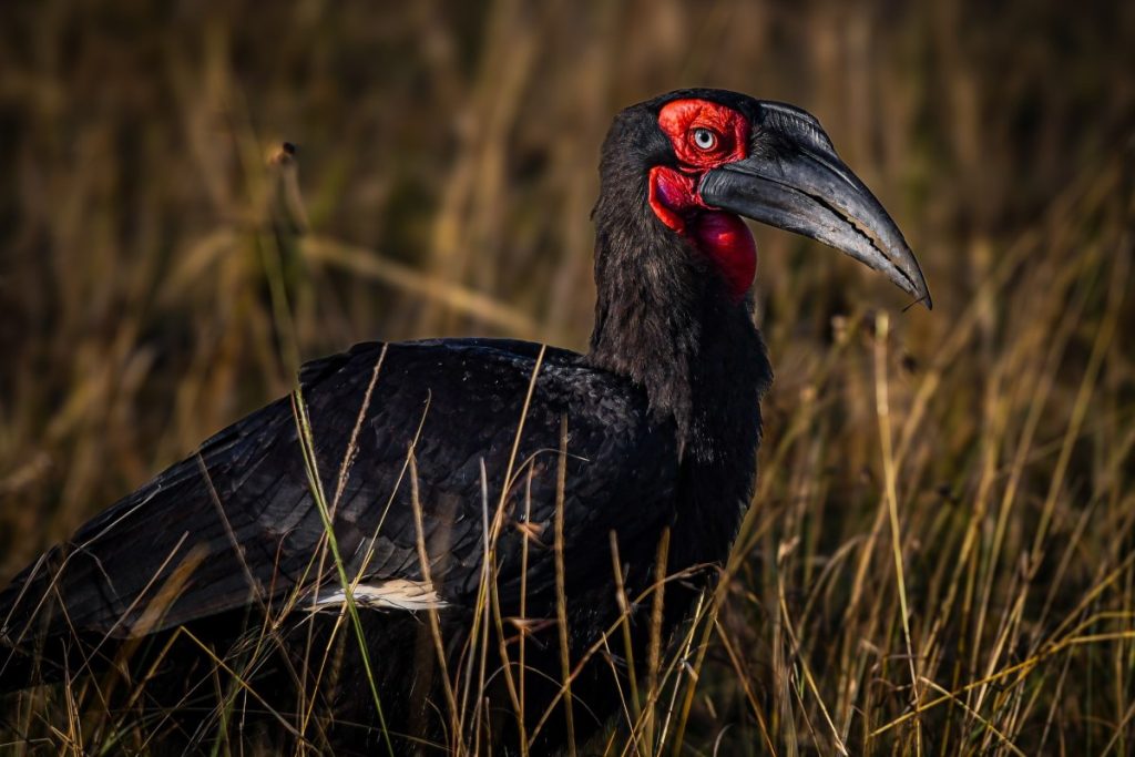 A southern ground hornbill walks through grass.