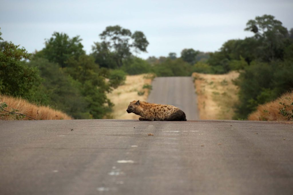 A hyena lying in the road.