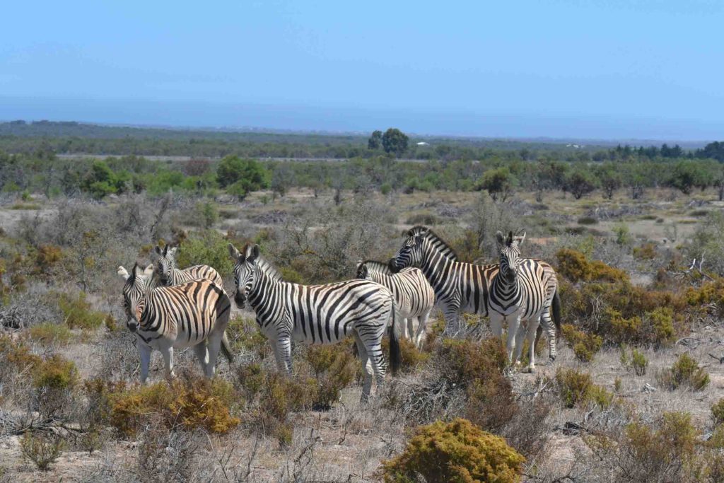 Zebras at Khwa ttu in the Western Cape.