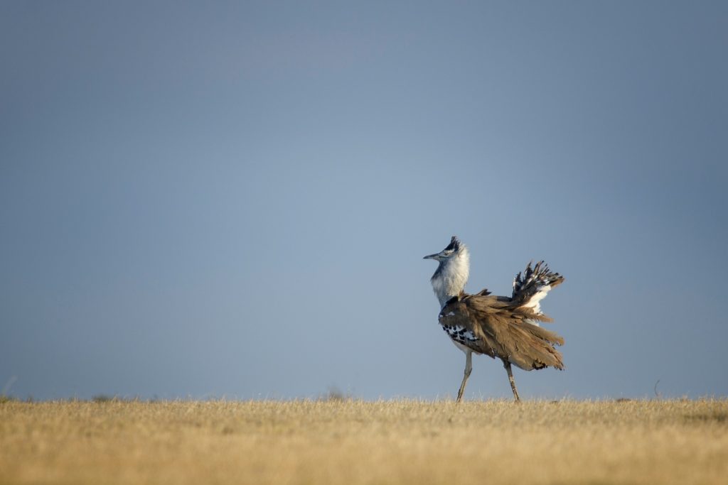 A male kori bustard puts on a mating display.