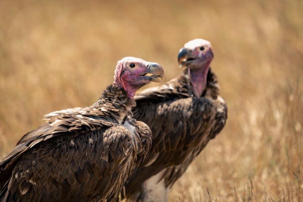 Two lappet-faced vultures in the savanna.