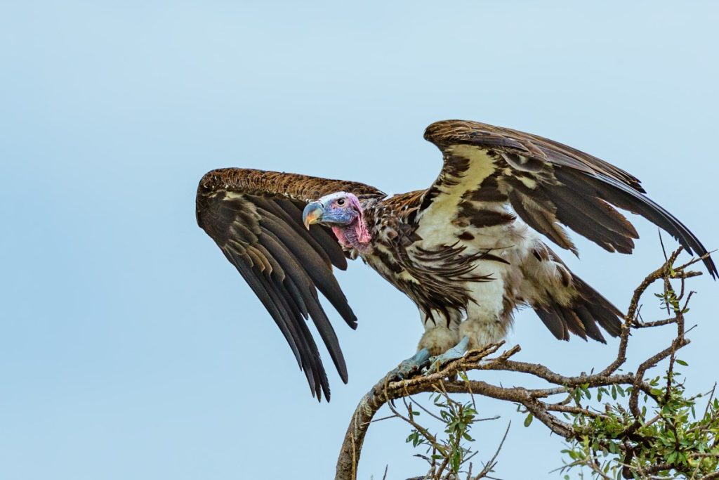 A lappet-faced vulture takes off from a tree.