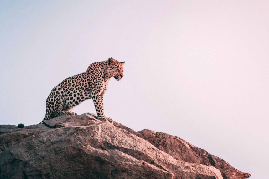 A leopard sits on a rock at sunset.