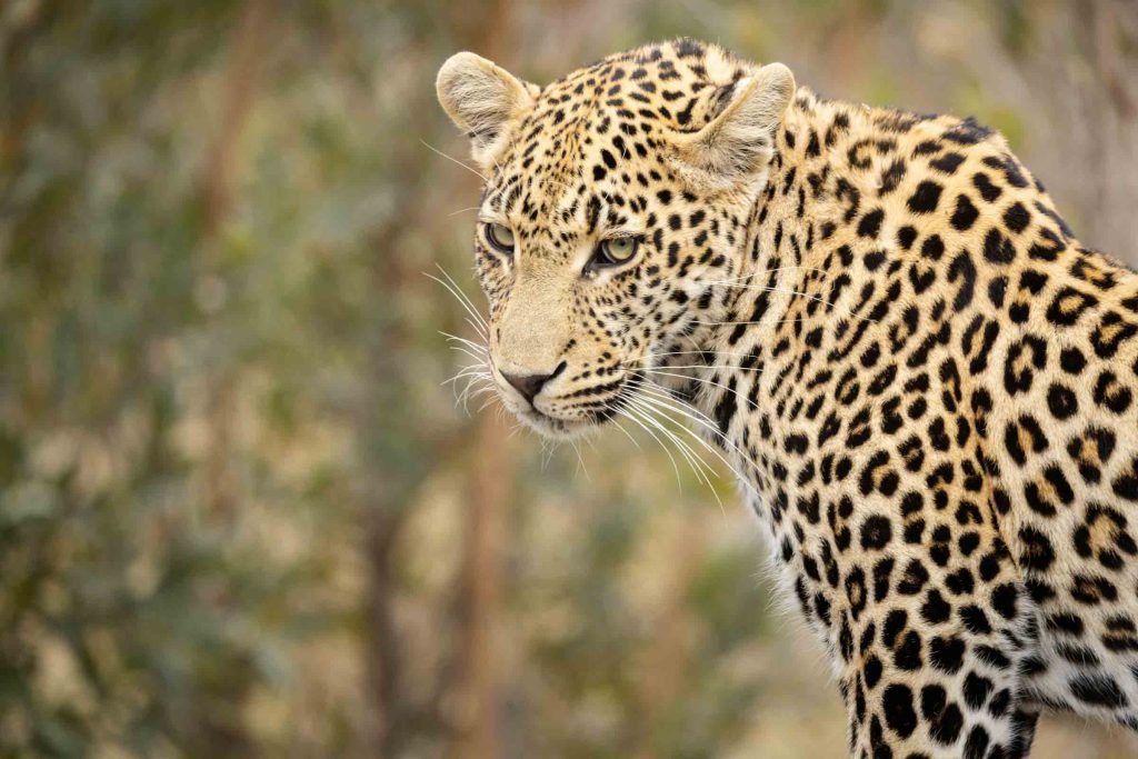 A leopard in Kruger National Park.