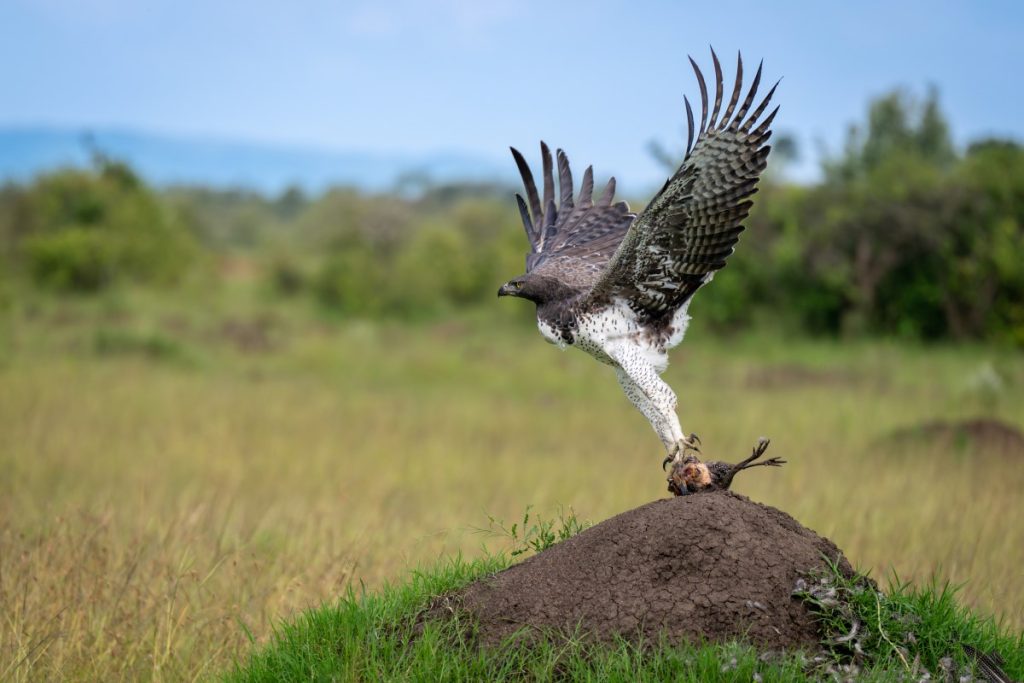 A martial eagle takes off with some prey.