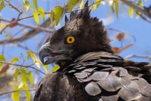 A close up of a martial eagle's head.