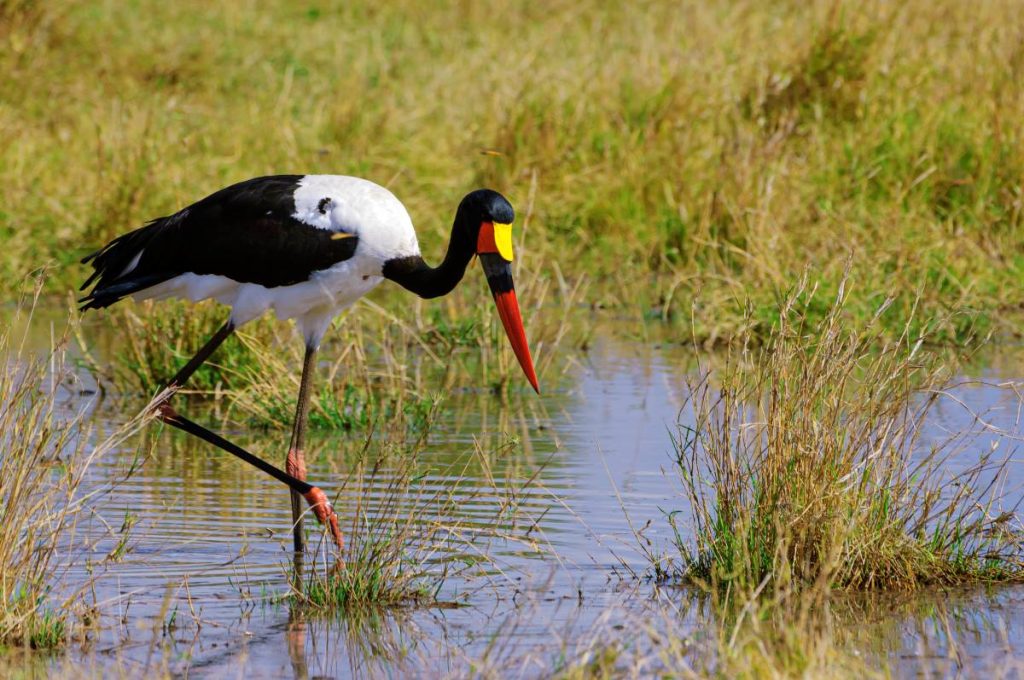 A saddle billed stork in Kruger National Park.