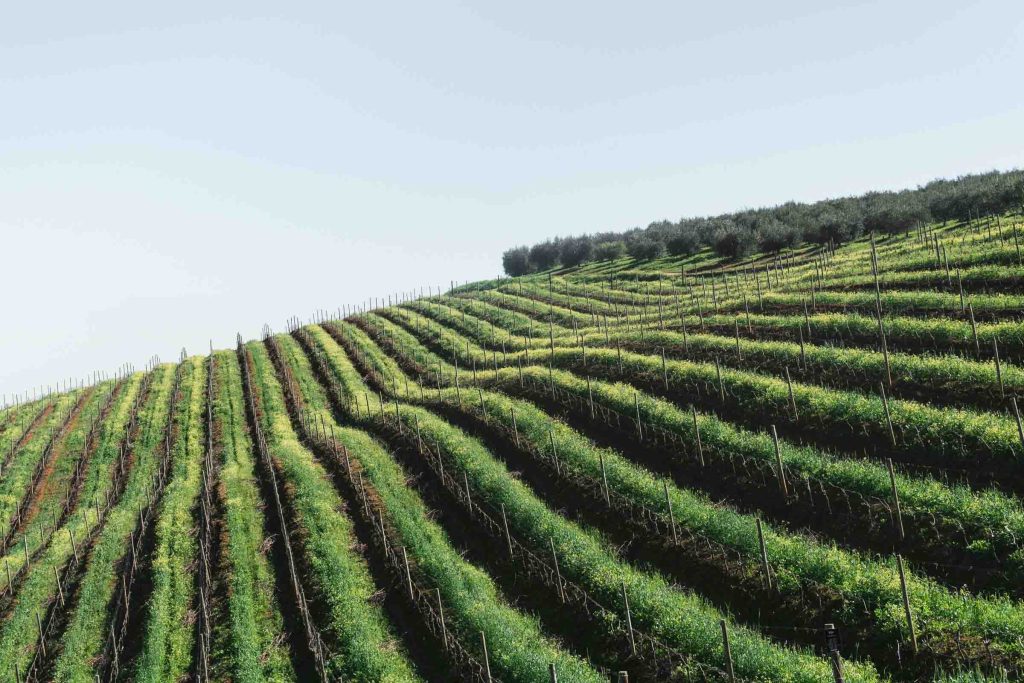 Vineyards in Stellenbosch, South Africa.