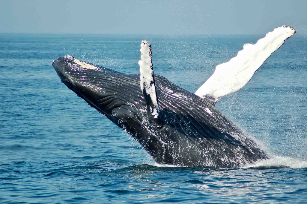 A whale breaches off the coast of South Africa.