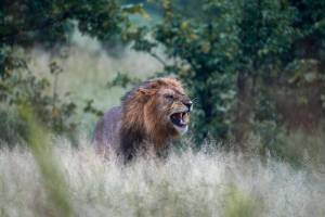 Lion in the rain near South Gate Camp, Moremi Reserve | Photo: Lifejourney4two