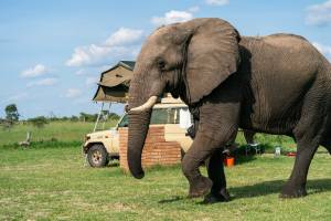 Elephant walking through Elephant Sands Camp | Photo: Lifejourney4two