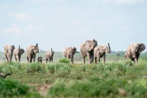 Elephants in Nxai Pan NP | Photo Lifejourney4two