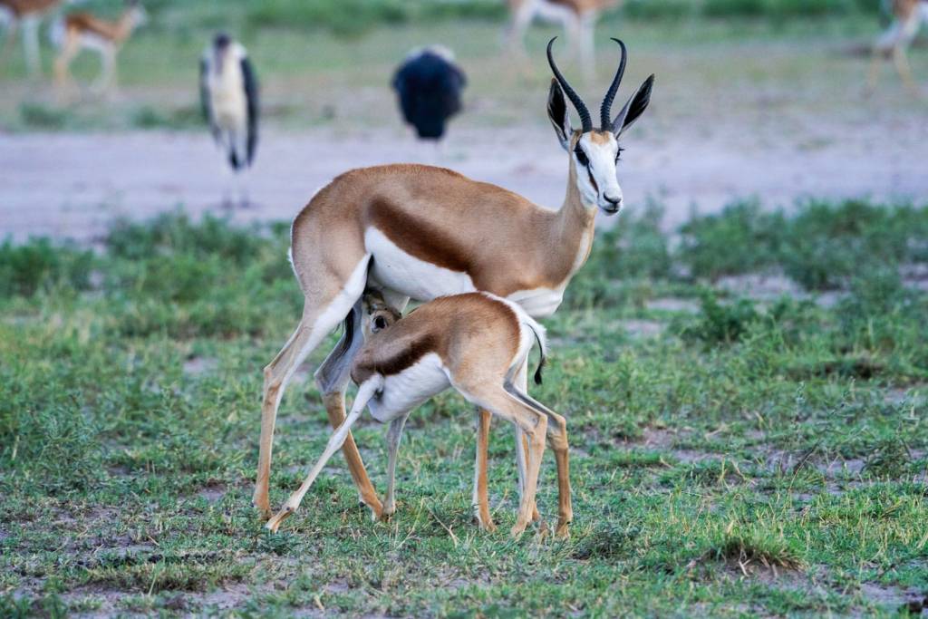 Springbok and baby at Piper Pan | Photo: Lifejourney4two