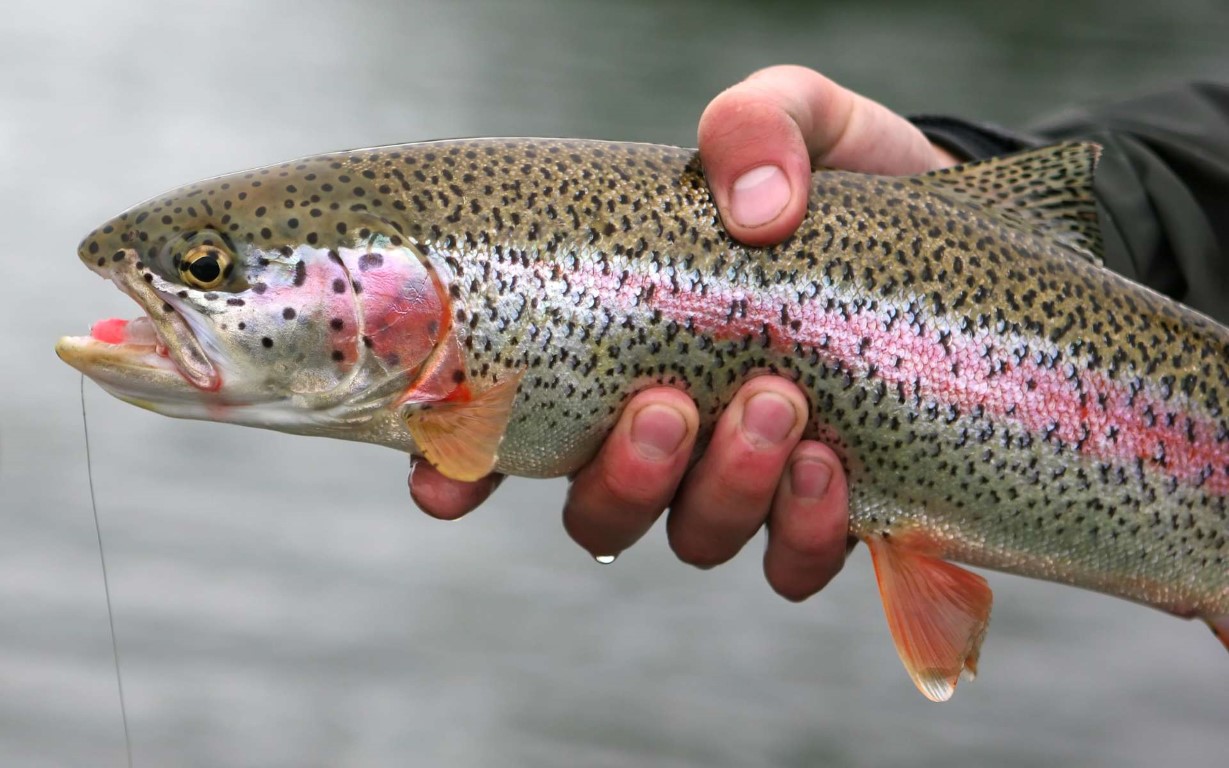 Een gevangen regenboogforel | Foto: lightasafeather via Getty