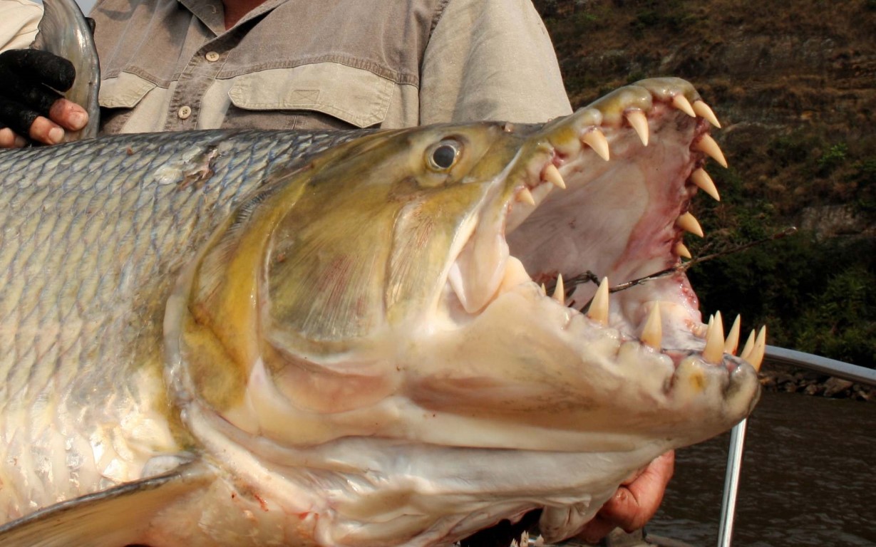 Blick auf einen Tigerfisch, der vom Angler gehalten wird, der ihn gefangen hat. Der Fisch ist groß und hat ein weit geöffnetes Maul, das mit scharfen Zähnen gefüllt ist.