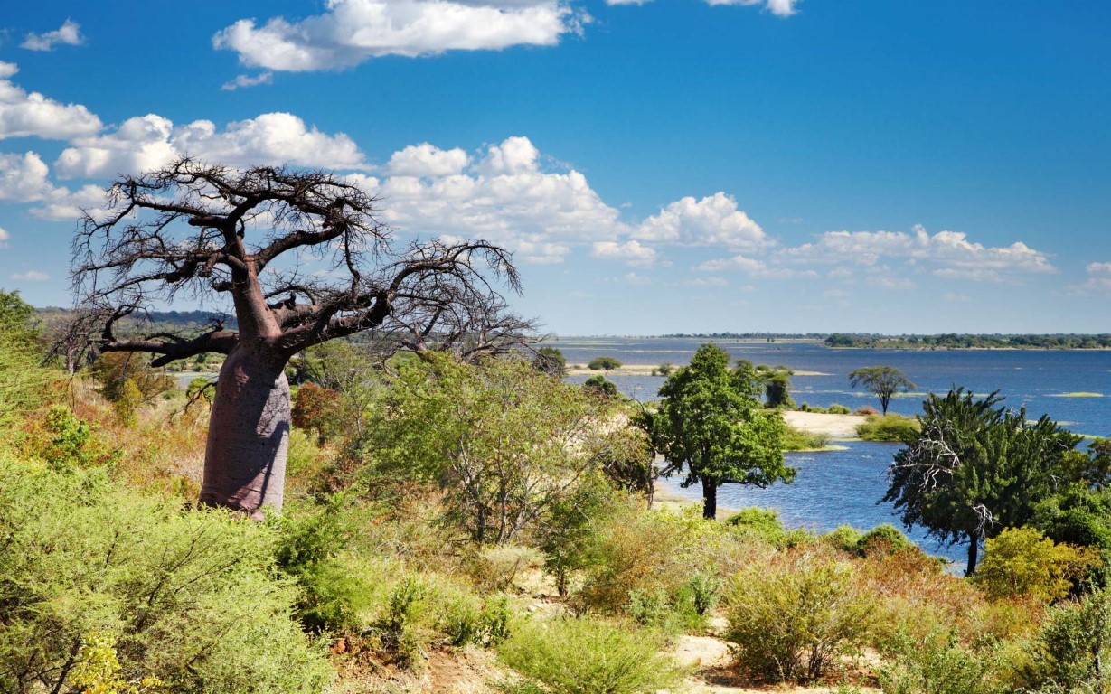 Vue du fleuve Chobe. Au premier plan, il y a un baobab avec un veld verdoyant et luxuriant.