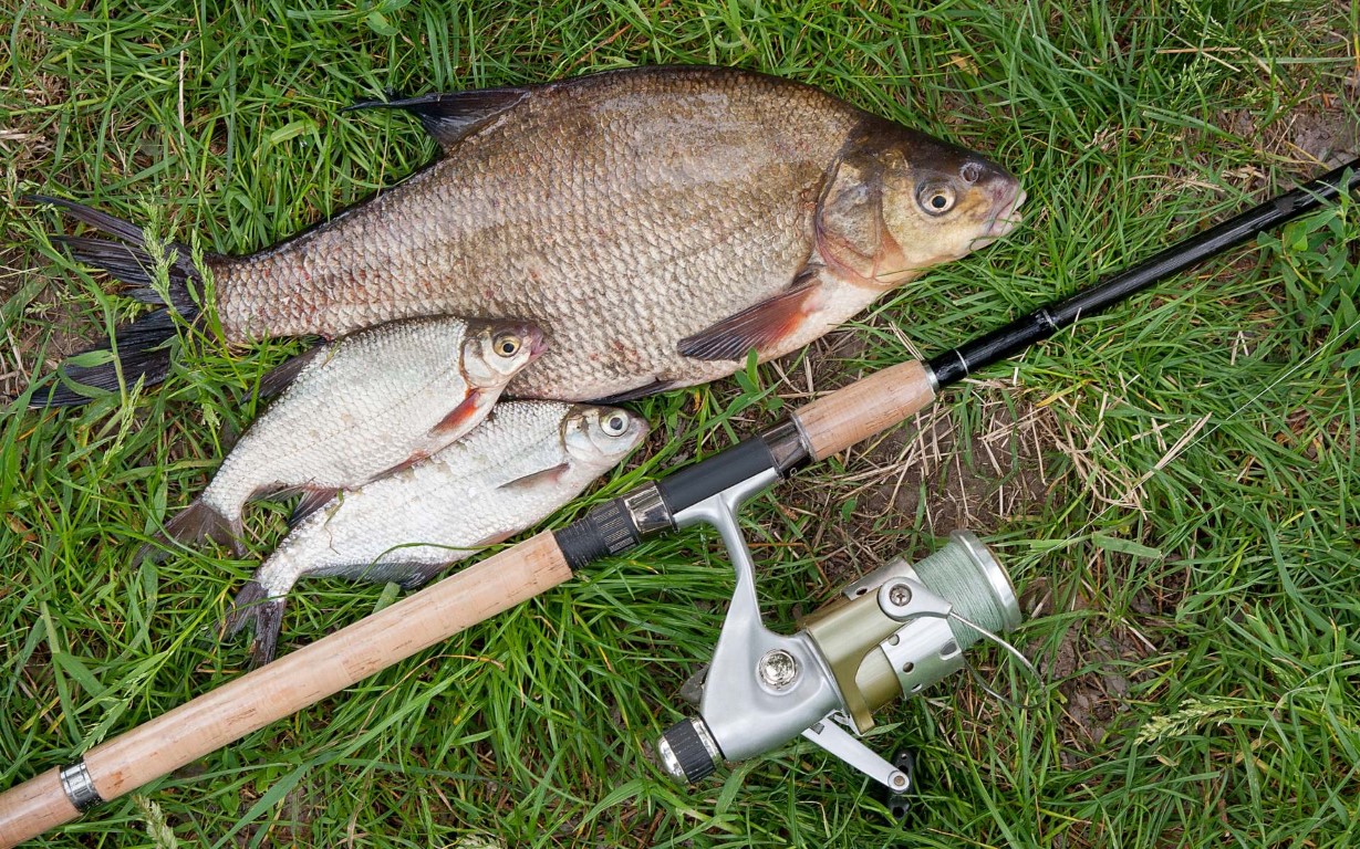 Pile of common and broze bream fish laying next to a fishing pool on a bed of grass.