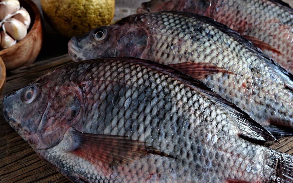 Zicht op verse tilapia op een houten plank met een kopje zout en knoflook.