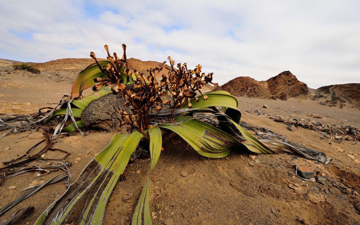 Welwitschia Plant, one of the oldest plants in the world, in the Namib Desert | Photo: Shumba138 via Getty