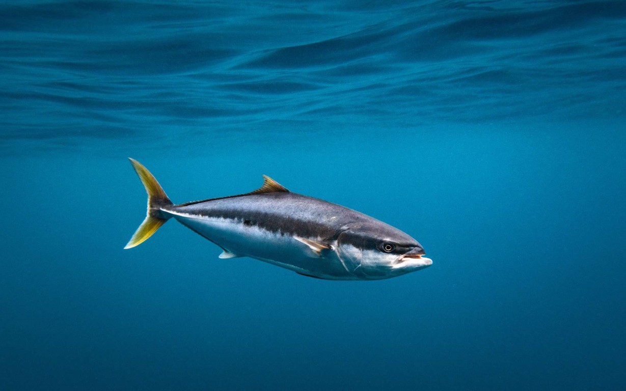 Yellowtail vis in de oceaan | Foto: Nautilus Creative via Getty