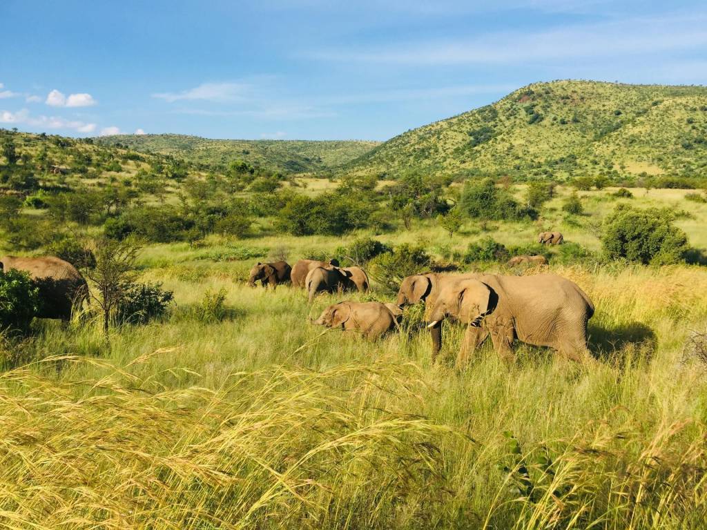A herd of elephants roaming through Pilanesberg National Park.
