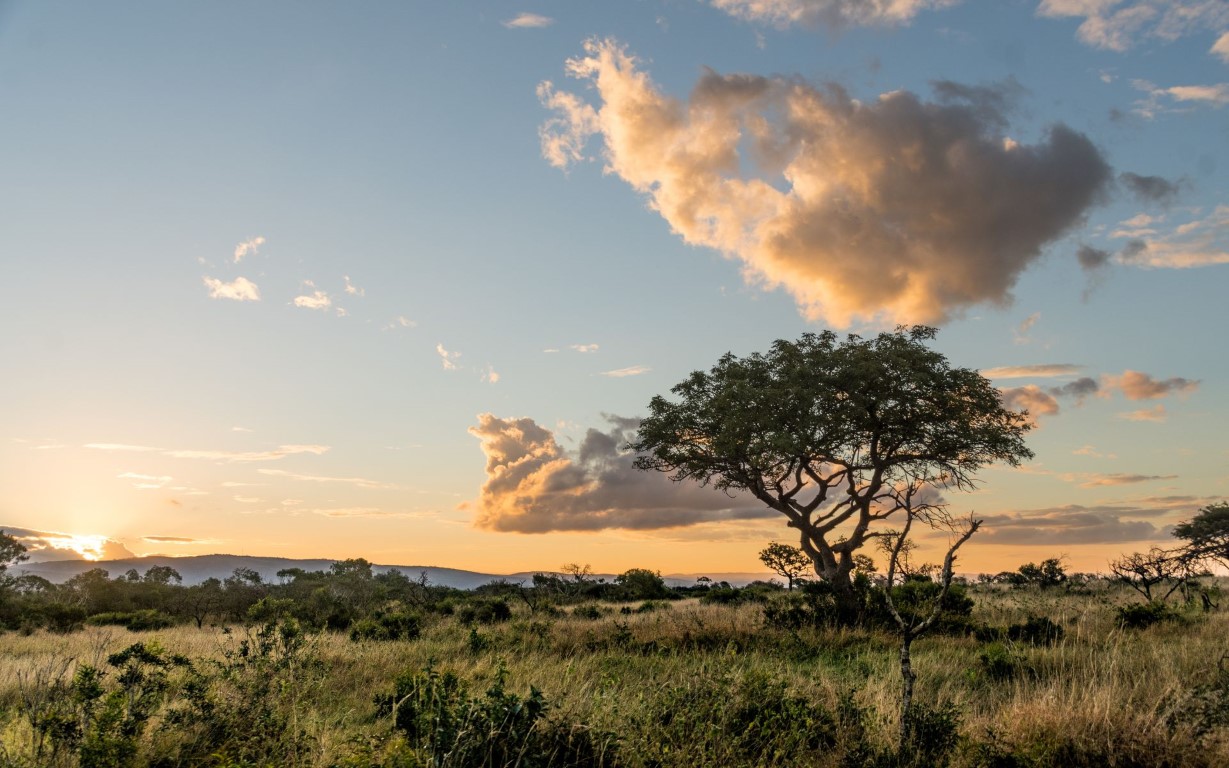 Zuid-Afrikaans landschap | Foto: hartmanc10 via Getty Images