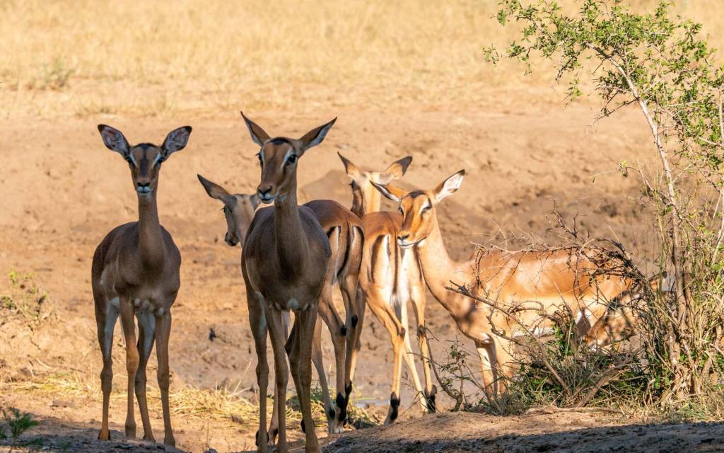 Impalas resting in the afternoon shade at Hluhluwe–iMfolozi Park, South Africa.
