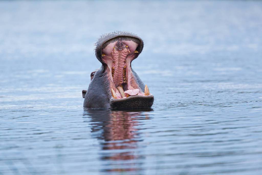 A hippo partially submerged in water.