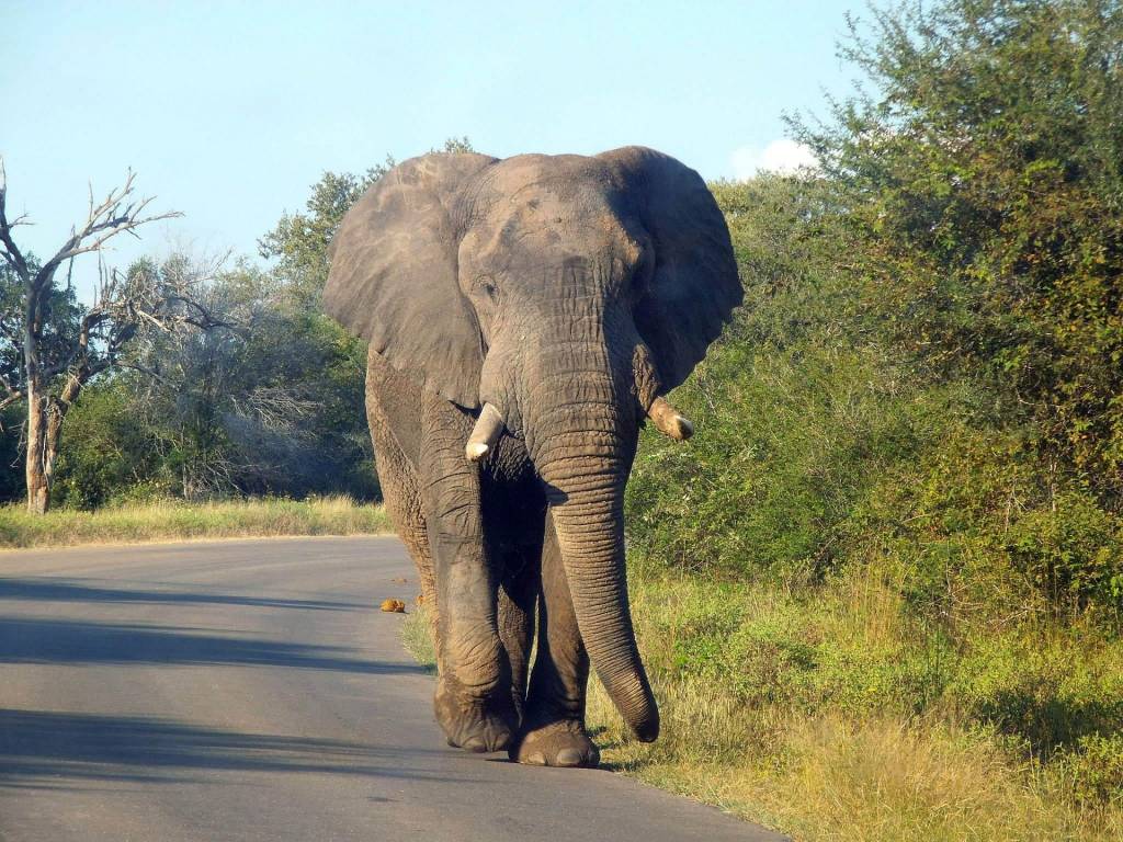 Elephant wandering down a road in the bush.