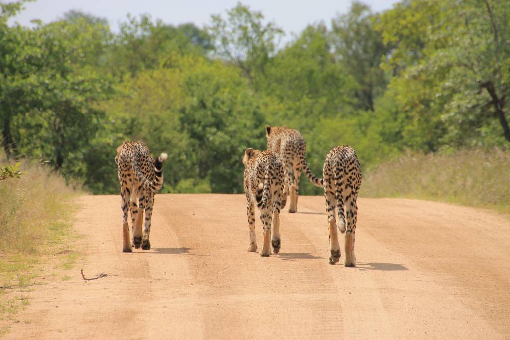 A group of cheetah walking along a dirt road in the Kruger National Park, South Africa.