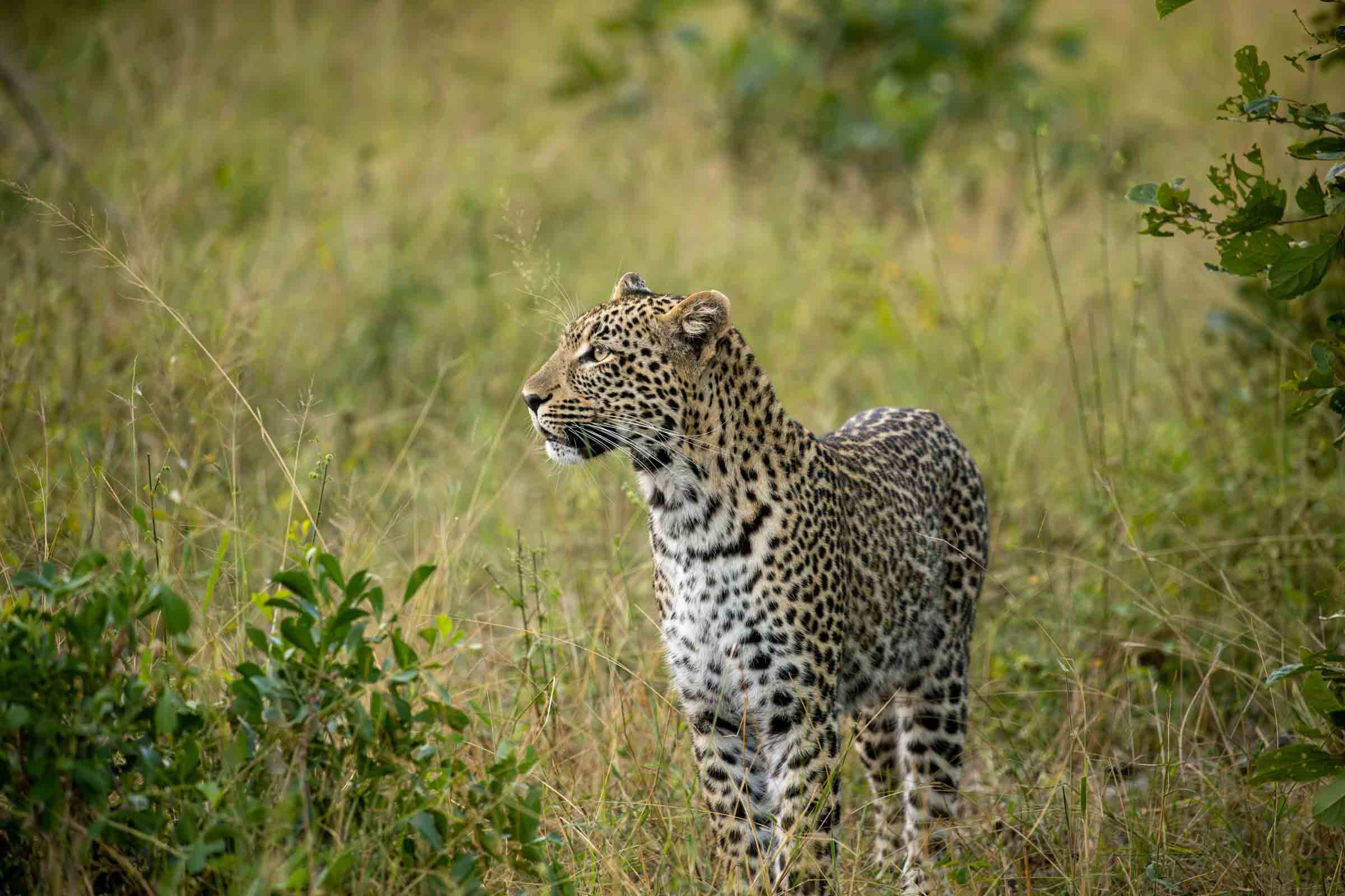 A leopard in Kruger National Park.
