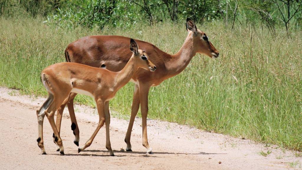 A pair of impalas crossing a dirt road.